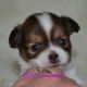 Chihuahua Puppies for sale in DeRidder, LA 70634, USA. price: NA
