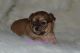 Chihuahua Puppies for sale in DeRidder, LA 70634, USA. price: NA