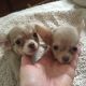 Chihuahua Puppies for sale in St Joseph, MO, USA. price: NA