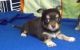 Chihuahua Puppies for sale in Vancouver, BC, Canada. price: NA