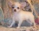 Chihuahua Puppies for sale in East Los Angeles, CA, USA. price: $190