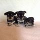 Chihuahua Puppies for sale in Archer City, TX, USA. price: NA