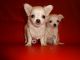 Chihuahua Puppies for sale in Cedar Rapids, IA, USA. price: NA
