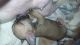 Chihuahua Puppies for sale in McDonough, GA, USA. price: NA