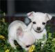 Chihuahua Puppies for sale in Spokane, WA, USA. price: NA