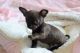 Chihuahua Puppies for sale in Eureka, CA, USA. price: $500