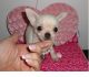 Chihuahua Puppies for sale in Corona, CA, USA. price: NA