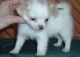 Chihuahua Puppies for sale in Akeley, MN 56433, USA. price: NA
