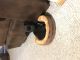 Chihuahua Puppies for sale in Oshkosh, WI, USA. price: $350