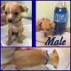 Chihuahua Puppies for sale in Sarasota, FL, USA. price: $950