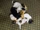 Chihuahua Puppies for sale in Amherst, NH 03031, USA. price: NA