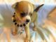 Chihuahua Puppies for sale in Bethlehem, GA, USA. price: $600