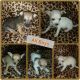 Chihuahua Puppies for sale in Calhoun, GA, USA. price: NA