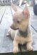 Chihuahua Puppies for sale in 2318 Ackerman Ct, Louisville, KY 40212, USA. price: NA