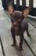 Chihuahua Puppies for sale in 2318 Ackerman Ct, Louisville, KY 40212, USA. price: NA