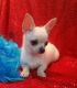 Chihuahua Puppies for sale in Hartsville, TN 37074, USA. price: NA