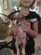 Chihuahua Puppies for sale in Lehigh Acres, FL, USA. price: NA
