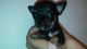 Chihuahua Puppies for sale in Haines City, FL 33844, USA. price: $700
