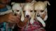 Chihuahua Puppies for sale in Springfield, OH, USA. price: $500