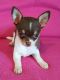 Chihuahua Puppies for sale in Ballston Center, Ballston, NY 12019, USA. price: NA