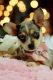 Chihuahua Puppies for sale in 4001 N Federal Hwy, Fort Lauderdale, FL 33334, USA. price: NA