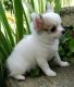 Chihuahua Puppies for sale in Los Altos, CA, USA. price: NA