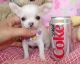 Chihuahua Puppies for sale in Carlton Dr, Inglewood, CA 90305, USA. price: NA