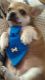 Chihuahua Puppies for sale in Versailles, KY 40383, USA. price: $150