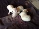 Chihuahua Puppies for sale in Beulah, MI, USA. price: NA
