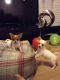 Chihuahua Puppies for sale in Windsor, VT 05089, USA. price: NA