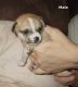 Chihuahua Puppies for sale in Hedgesville, WV, USA. price: $375