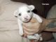 Chihuahua Puppies for sale in Hedgesville, WV, USA. price: $450