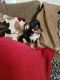 Chihuahua Puppies for sale in Minnesota St, St Paul, MN 55101, USA. price: NA