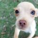 Chihuahua Puppies for sale in Alamo, GA 30411, USA. price: NA