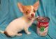 Chihuahua Puppies for sale in Anchorage, AK, USA. price: NA