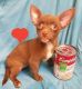 Chihuahua Puppies for sale in Anchorage, AK, USA. price: NA