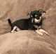 Chihuahua Puppies for sale in Salt Lake City, UT, USA. price: NA