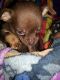 Chihuahua Puppies for sale in Hope Valley, Hopkinton, RI 02832, USA. price: NA