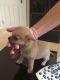 Chihuahua Puppies for sale in NJ-38, Cherry Hill, NJ 08002, USA. price: NA