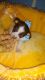 Chihuahua Puppies for sale in Fort Mitchell, KY, USA. price: $450