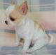 Chihuahua Puppies for sale in Delaware City, DE, USA. price: NA