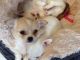 Chihuahua Puppies for sale in Providence, RI, USA. price: NA