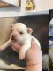 Chihuahua Puppies for sale in Eastman, GA 31023, USA. price: NA