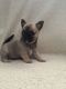 Chihuahua Puppies for sale in Santa Fe, NM, USA. price: NA