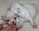 Chihuahua Puppies for sale in TX-121, Blue Ridge, TX 75424, USA. price: NA