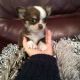 Chihuahua Puppies for sale in Bridgeport, CT, USA. price: NA
