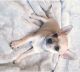 Chihuahua Puppies for sale in Largo, FL, USA. price: NA