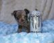 Chihuahua Puppies for sale in Naples, FL 34112, USA. price: NA