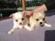 Chihuahua Puppies for sale in U.S. Ave, Plattsburgh, NY, USA. price: NA