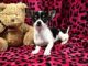Chihuahua Puppies for sale in Los Angeles, CA 90005, USA. price: NA